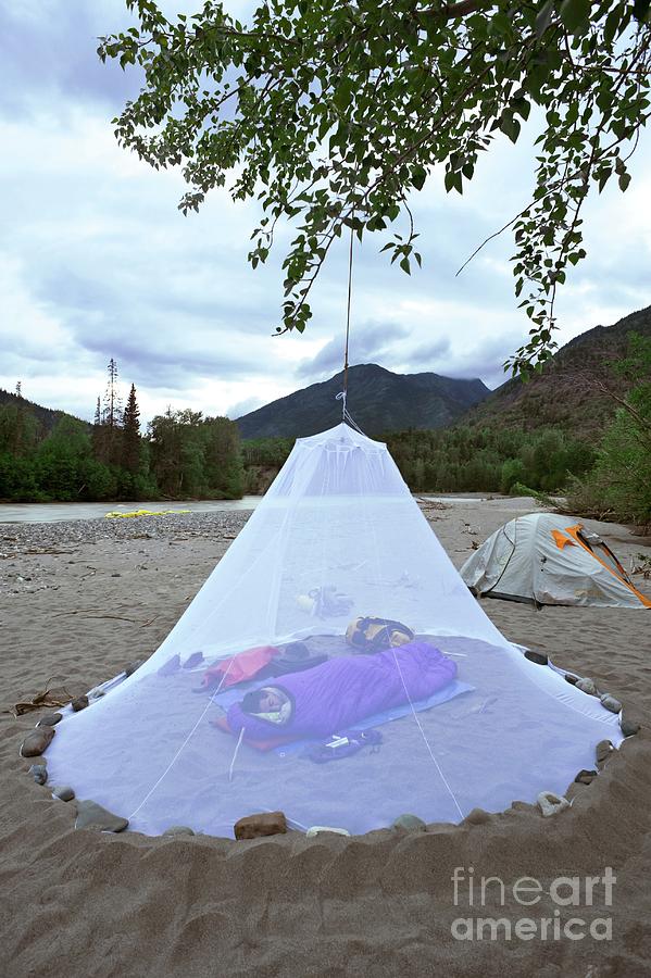 Sleeping Under A Mosquito Net Photograph by David Nunuk/science Photo Library