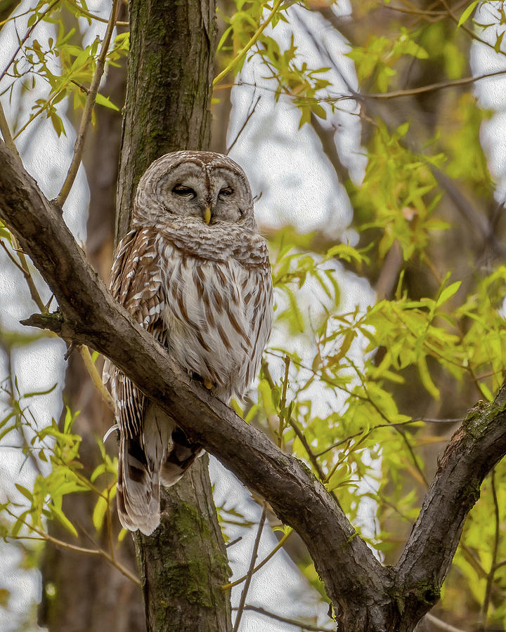 Sleepy Barred Photograph by James Overesch | Fine Art America