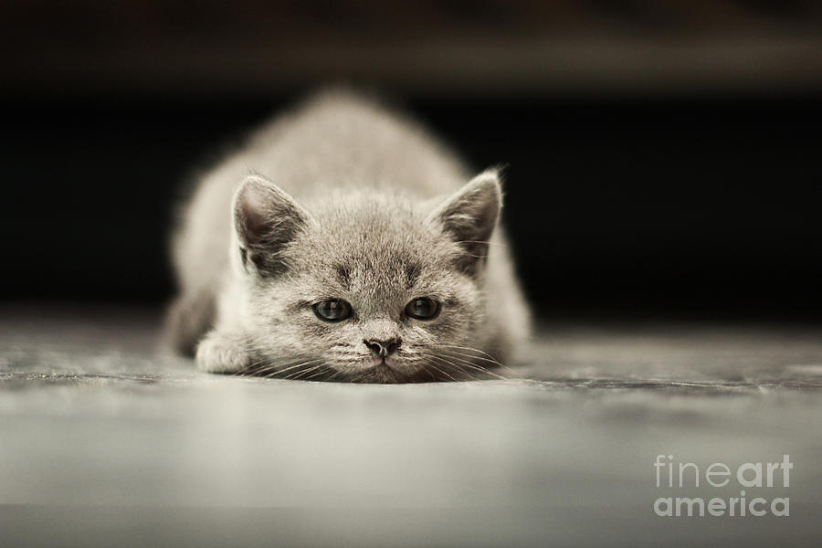 Sleepy British Kitten Over Black Photograph By Belovodchenko Anton