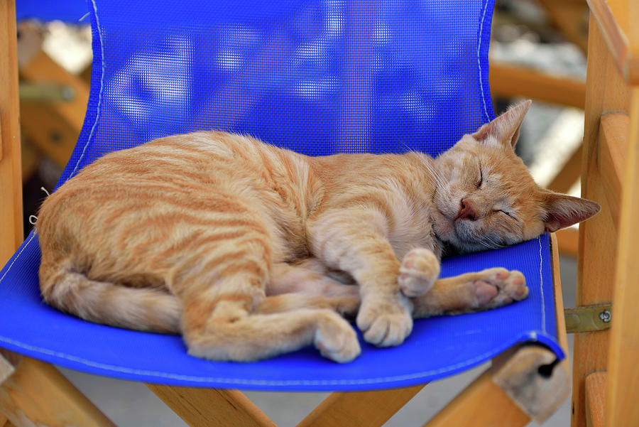 Sleepy Cat, Santorini, Greece Digital Art by Heeb Photos