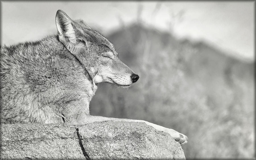 Sleepy Coyote Photograph by Elaine Malott
