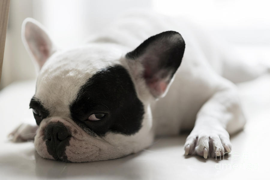 Sleepy French Bulldog Photograph by Kittibowornphatnon - Fine Art America