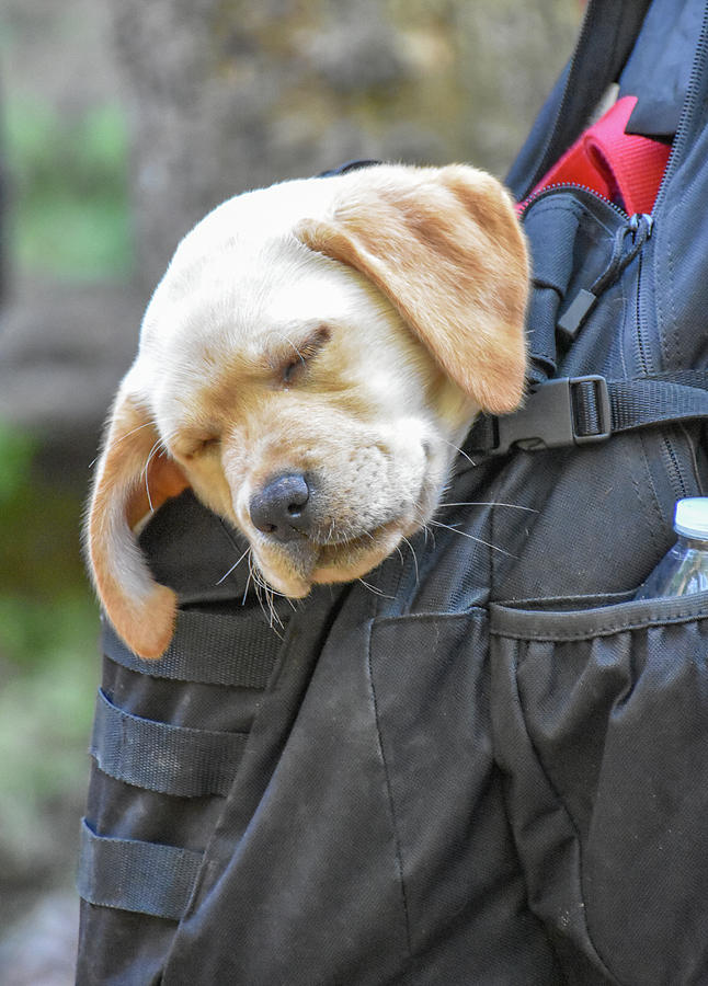 Sleepy Hiker Puppy Photograph by Michelle Wittensoldner