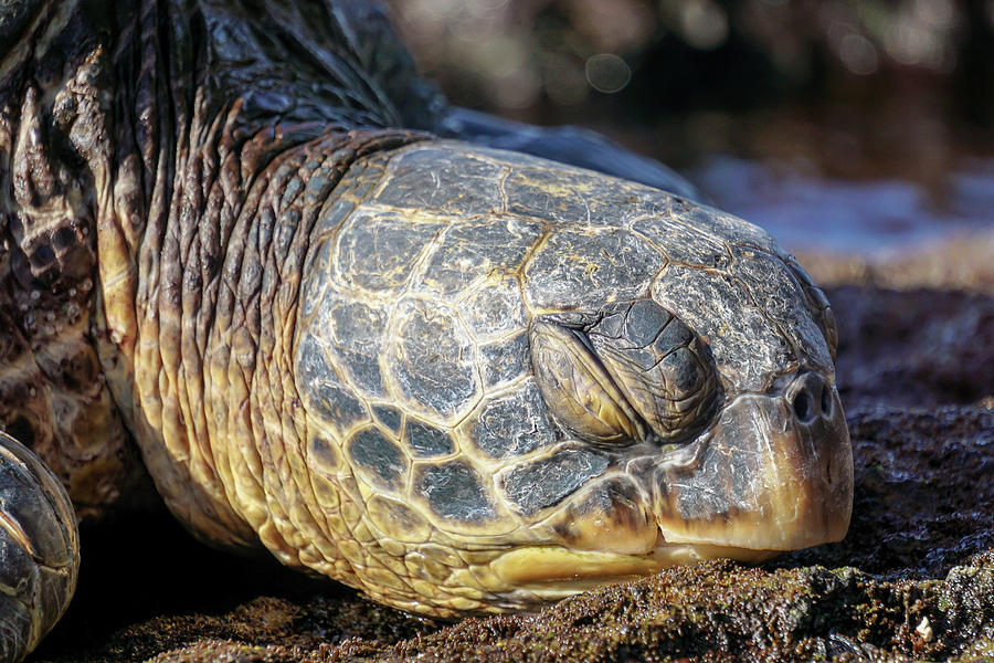 gund sleepy seas turtle