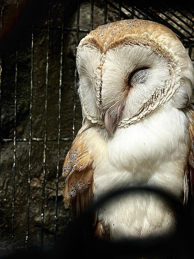 Animal Photograph - Sleepy Owl by Aya Samir Salem