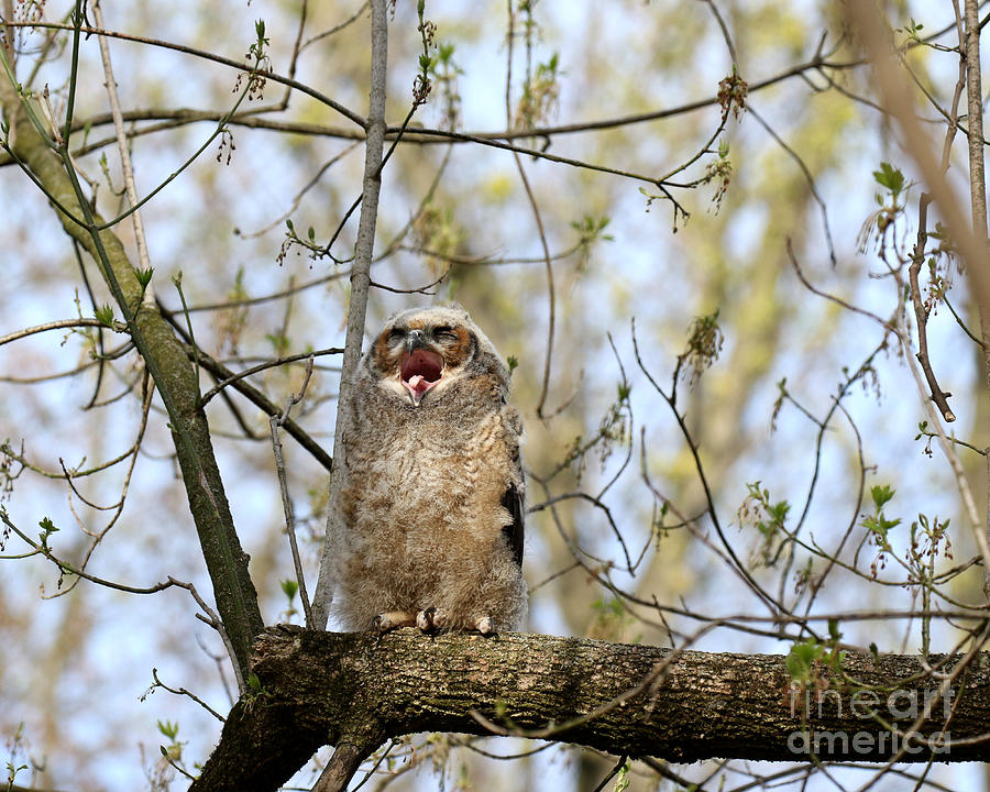 Sleepy owlet Photograph by Heather King