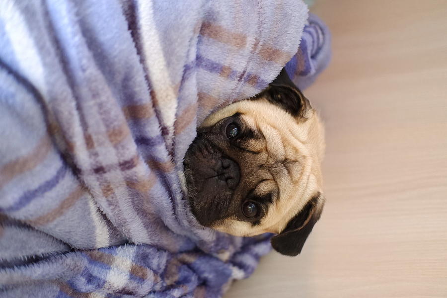 Pug discount in blanket