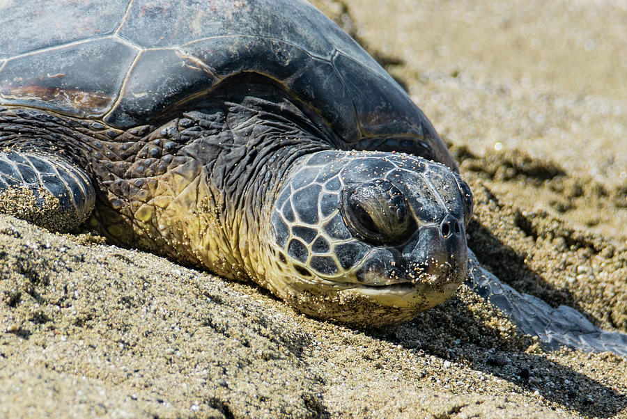 Sleepy Sea Turtle Photograph by Topher Myers - Pixels