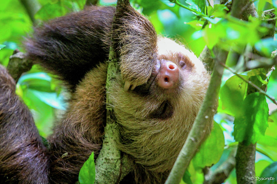 sleepy sloth mattress reviews