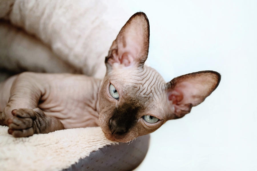 Sleepy Sphynx Kitten Lying Inside Plush Bed Photograph by Cavan Images ...