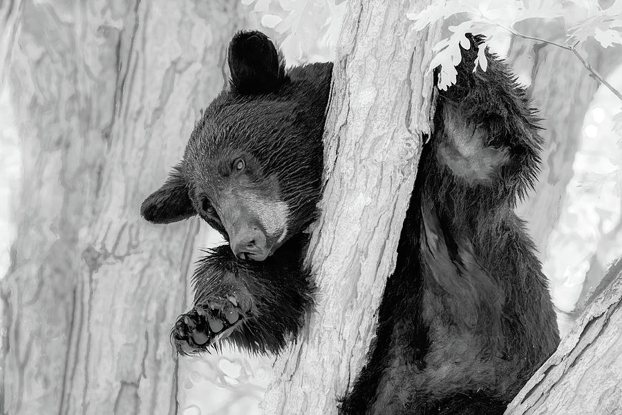 Sleepy Time Bear, Infrared Version Photograph by Marcy Wielfaert