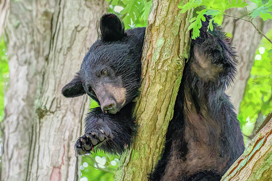 Sleepy Time Bear Photograph by Marcy Wielfaert