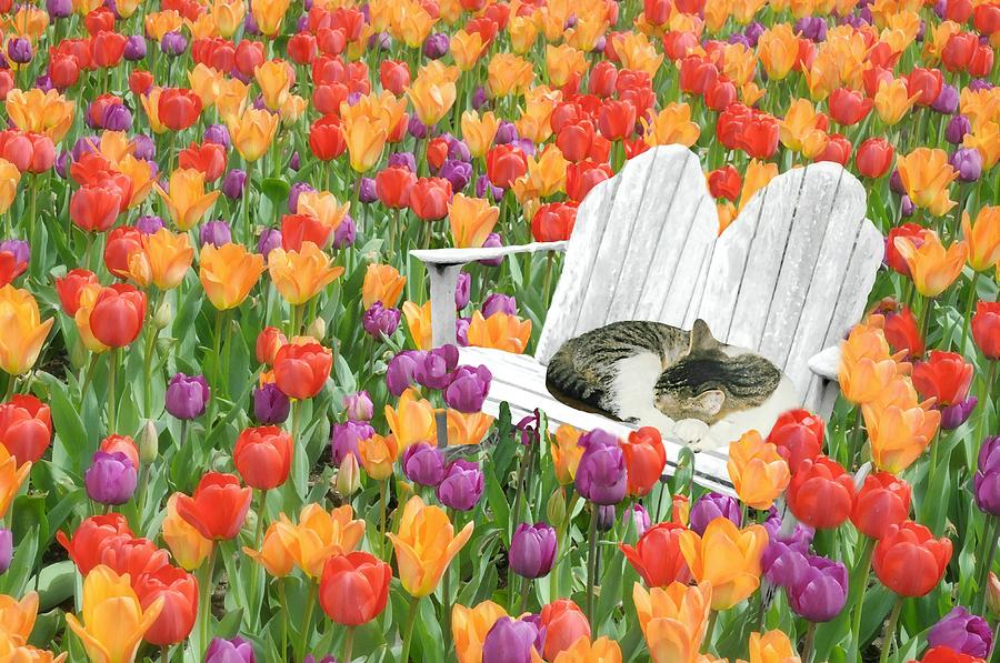 Nature Photograph - Sleepy Tulip Cat by Diana Angstadt