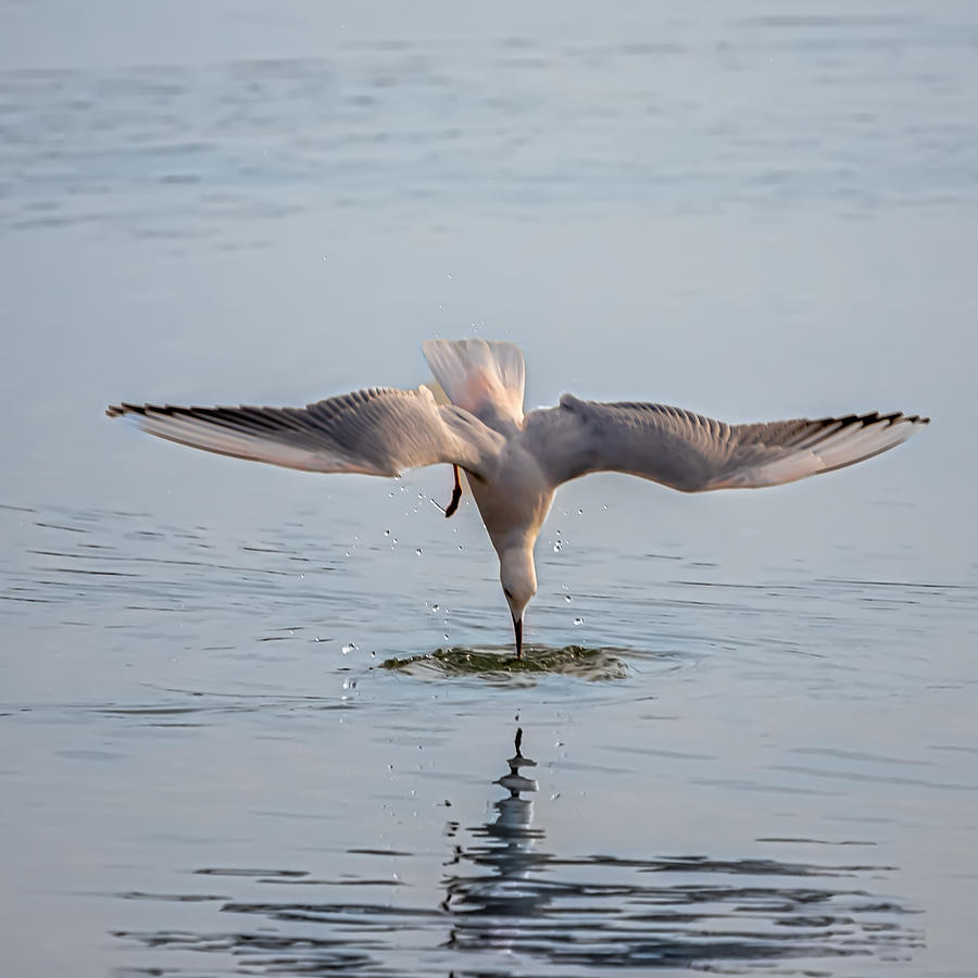 Slender Bill Gull Photograph by Muhammad Hamid