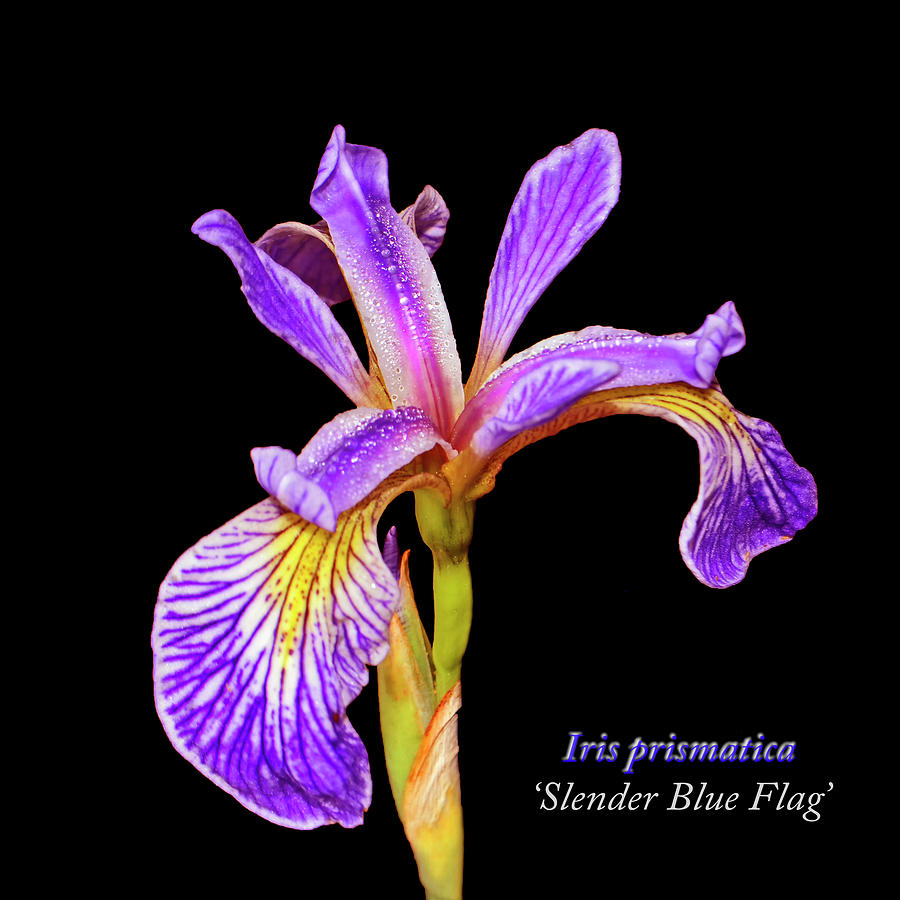 Slender Blue Flag Iris 001 text Photograph by George Bostian