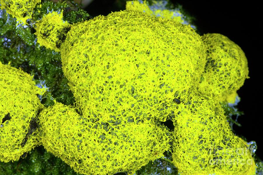 Slime Mould (leocarpus Fragilis) Photograph by Dr Keith Wheeler/science Photo Library
