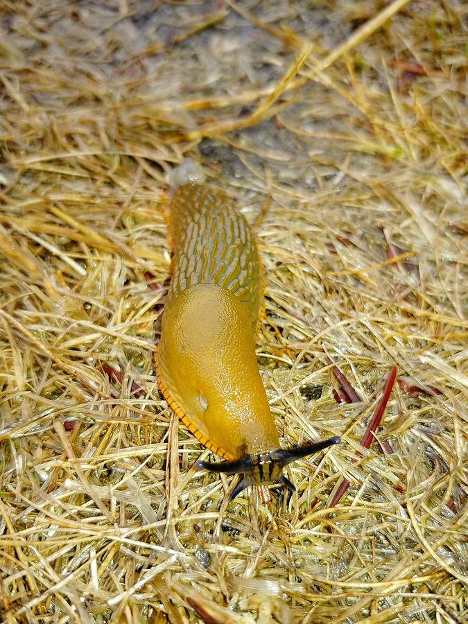 Animal Photograph - Slimey Slug by Darrell MacIver