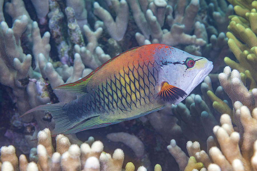 Sling-jaw Wrasse , Terminal Male Phase, Swimming Through Photograph by ...