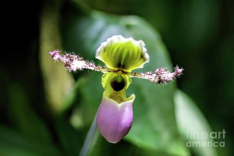 Slipper Orchid 2 Photograph by Felix Lai
