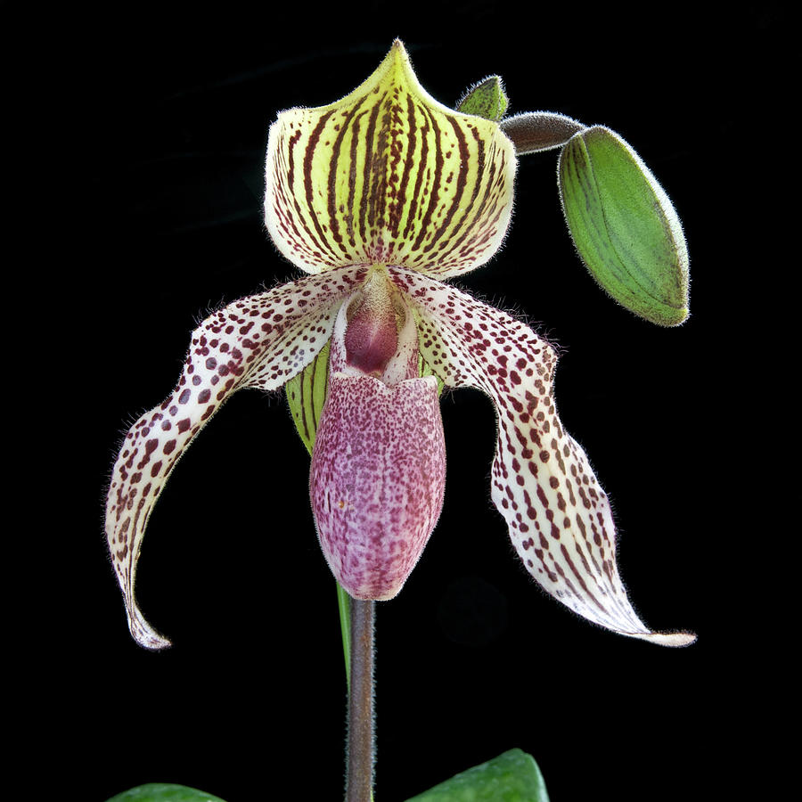 Slipper Orchid Photograph by Photograph By Paul Atkinson