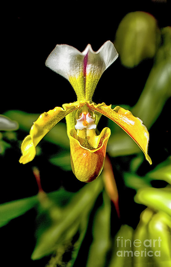 Slipper Orchids, Cypripedioideae, 3 Photograph by Felix Lai