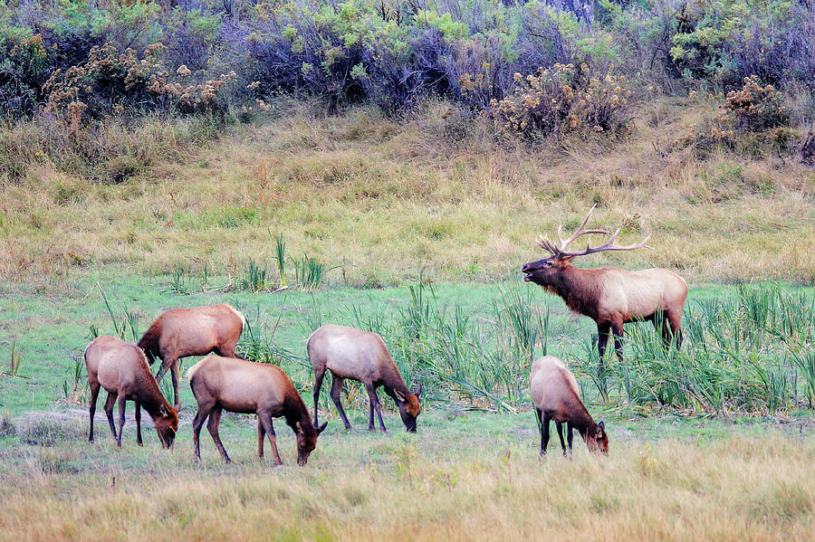 Slippery Ann Elk Photograph by Todd Klassy