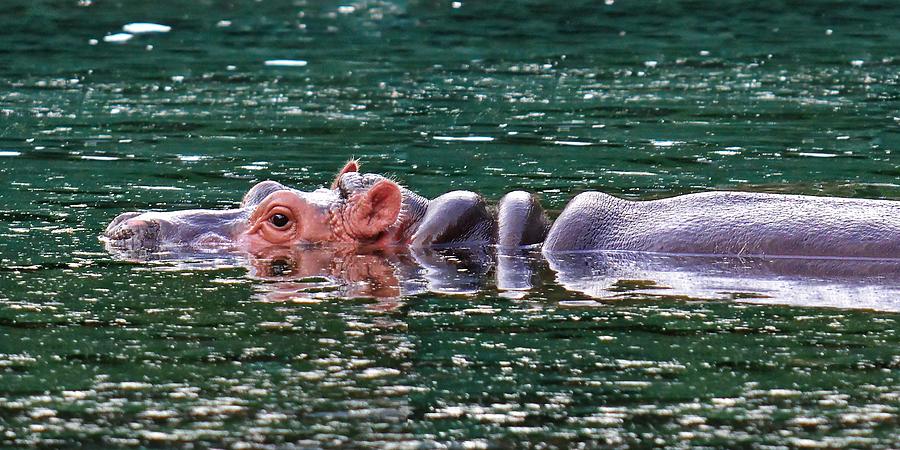 Sliver Of A Hippo Photograph by KJ Swan