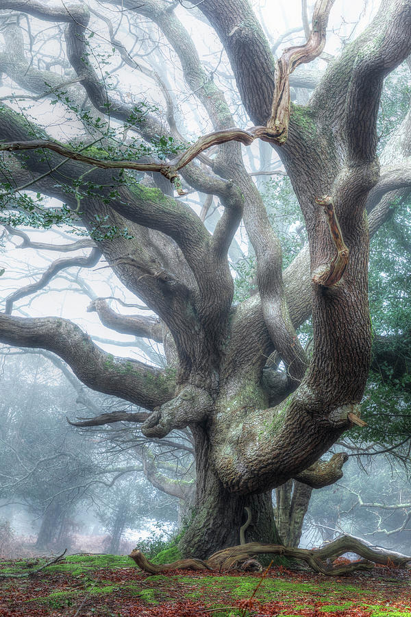 Oak Photograph - Sloden Inclosure - England by Joana Kruse Oak Photograph - Sloden Inclosure - England by Joana Kruse
