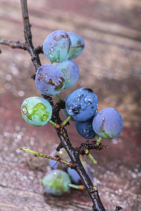 Sloes On Branch Photograph by Chris Schfer