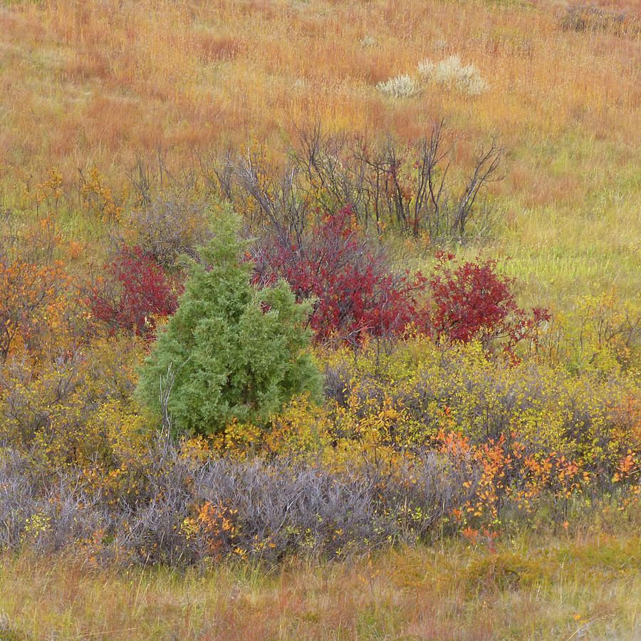Slope County Autumn Bounty Photograph by Cris Fulton