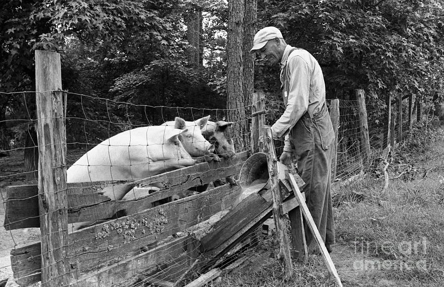 Sloppin The Hogs Photograph by Rodger Painter