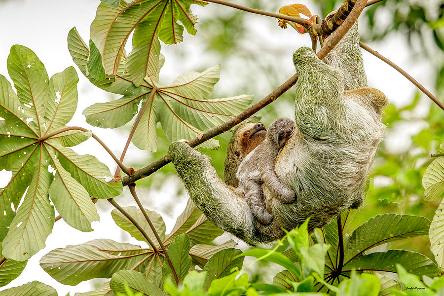 Sloth baby Photograph by Judy Rogero