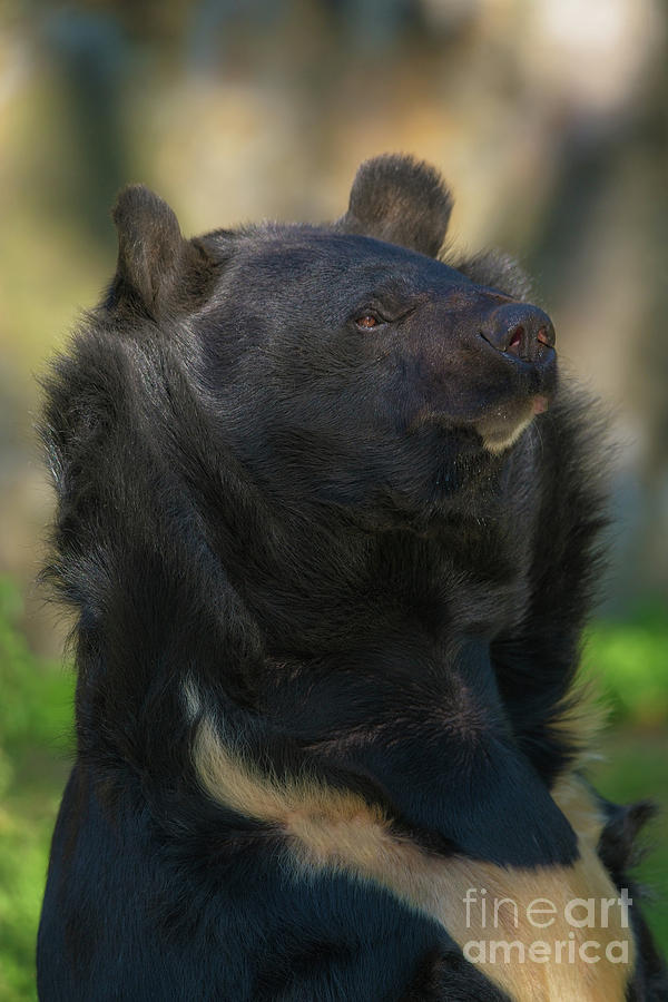 Sloth Bear Photograph