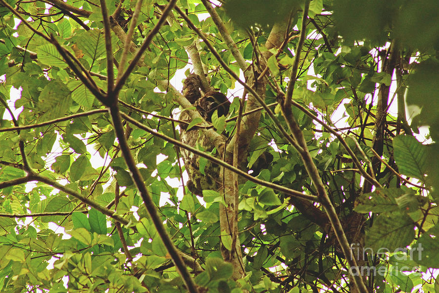 Sloth Photograph by Cassandra Buckley