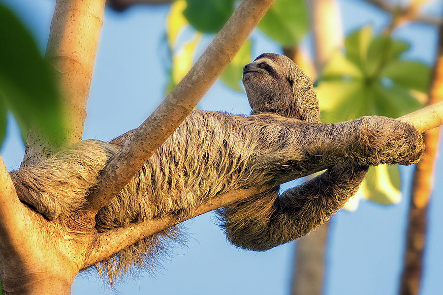Sloth Photograph by Darylann Leonard Photography