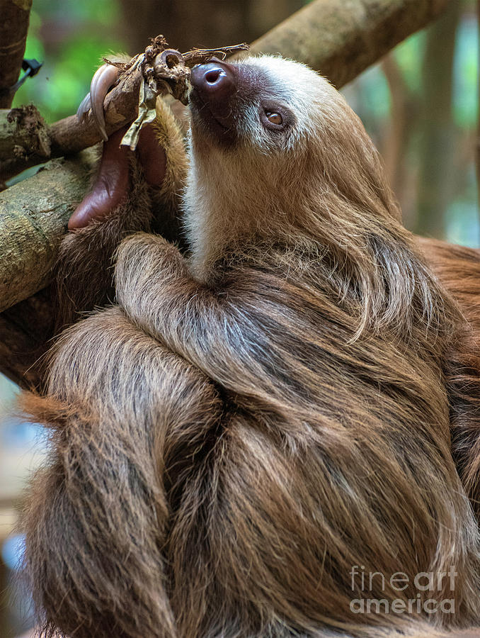 Wildlife Photograph - Sloth  by Jim Chamberlain