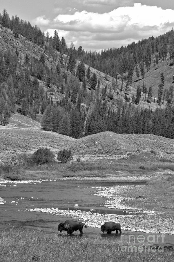 Slough Creek Bison Black And White Photograph by Adam Jewell