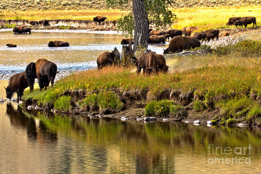 Slough Creek Bison Herd Photograph by Adam Jewell