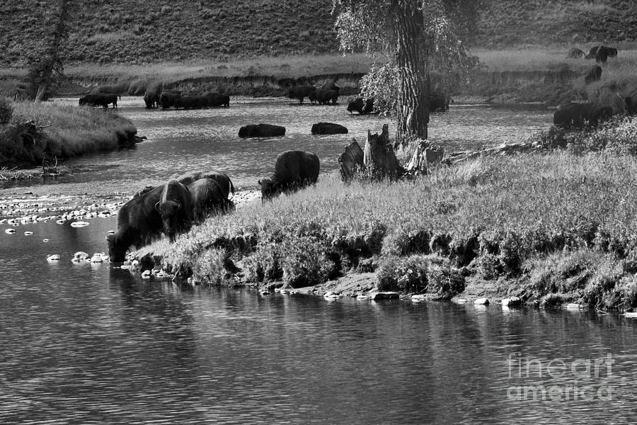 Slough Creek Bison Picnic Black And White Photograph by Adam Jewell