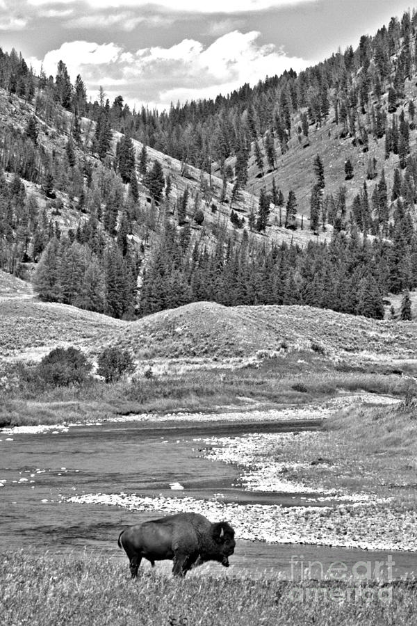 Slough Creek Solo Bison Black And White Photograph by Adam Jewell