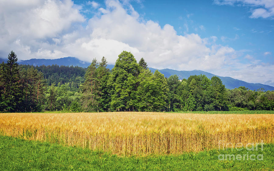 Slovenia, Wheat Field Photograph by European School