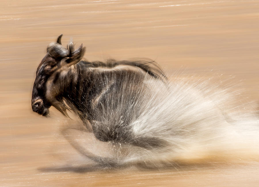 Slow Shutter Wildebeest Photograph by Jaco Marx
