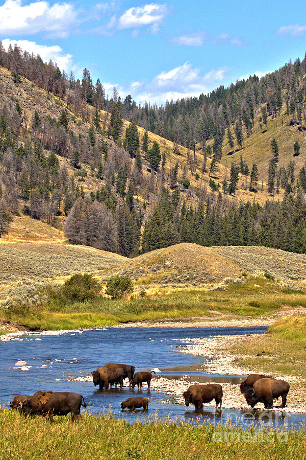 Yellowstone National Park Photograph - Slowly Crossing Slough Creek by Adam Jewell