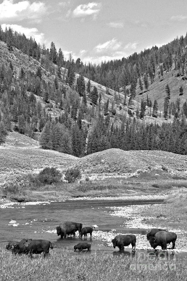 Slowly Crossing Slough Creek Black And White Photograph by Adam Jewell