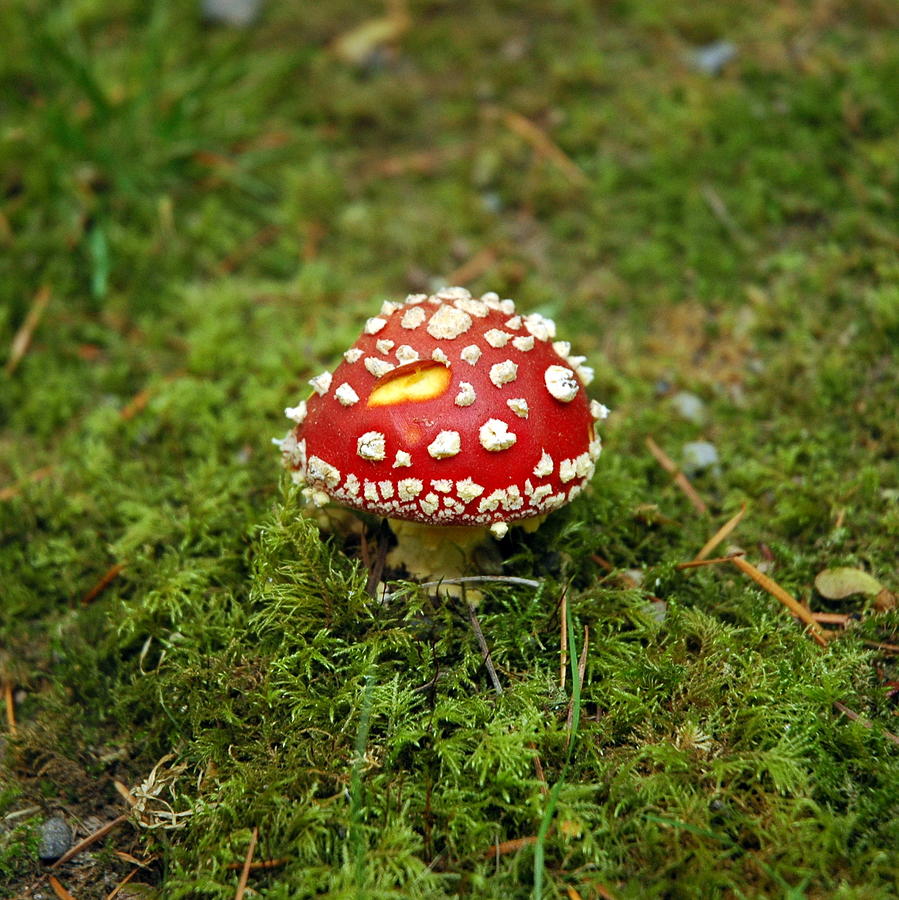 Slug Bitten Red Mushroom On Moss Photograph by Kaishin Chu | Onelushlife