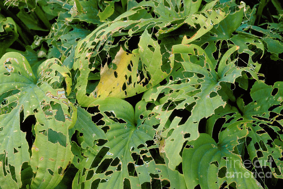 Slug Damage Of Hosta Leaves By Anthony Cooper Science Photo Library