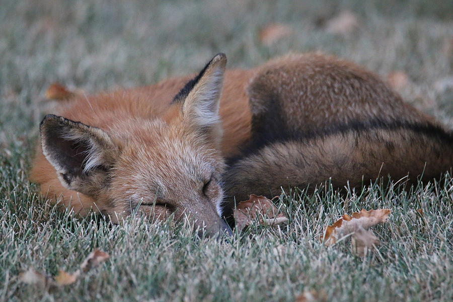 Slumber Fox Photograph by Living Color Photography Lorraine Lynch