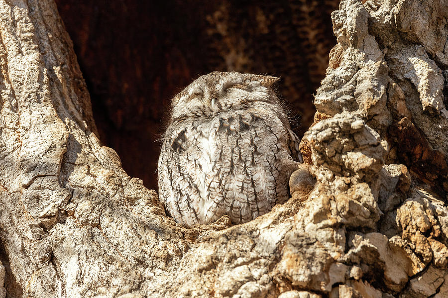 Slumbering Screech Owl Photograph by Tony Hake