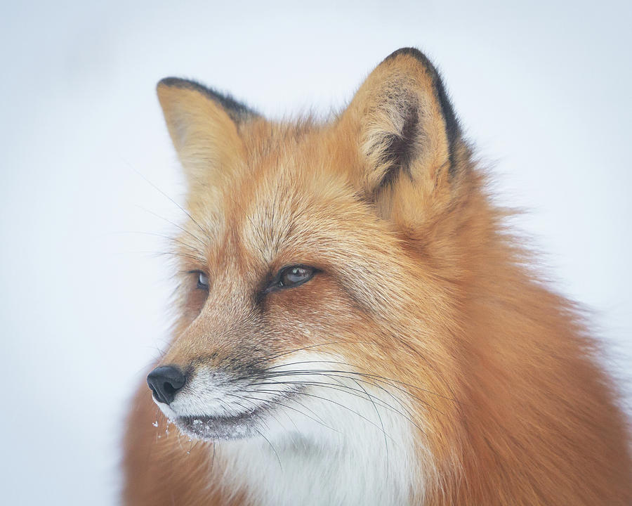 Sly as a Fox  Photograph by Jack Bell