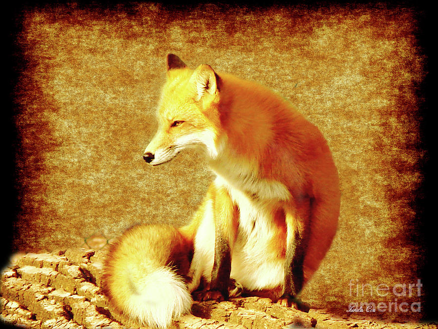 Sly Red Fox Digital Art by Linda Cox